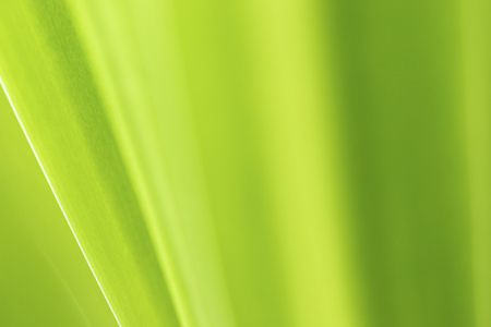 Closeup of nature leaves green blur. In the spring Under the morning light. Use as background and wallpapers.の写真素材