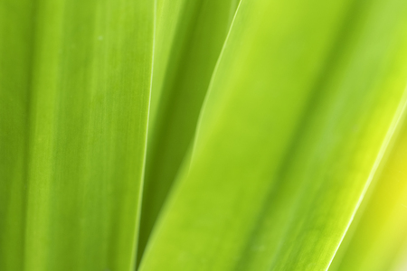 Closeup of nature leaves green blur. In the spring Under the morning light. Use as background and wallpapers.の写真素材