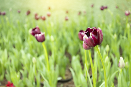 Violet tulips flower blooming blossom with sunshine morning in the botanic garden.の写真素材