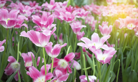 Pink tulips flower blooming blossom with sunshine morning in the botanic garden.の写真素材