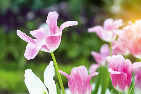 Pink tulips flower blooming blossom with sunshine morning in the botanic garden.の写真素材