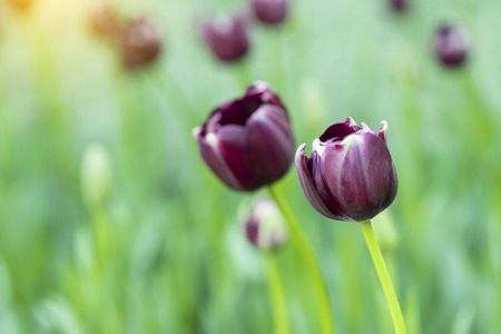 Violet tulips flower blooming blossom with sunshine morning in the botanic garden.の写真素材