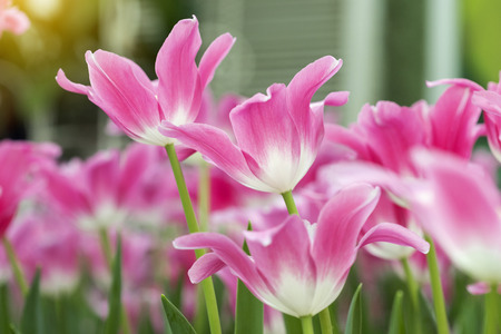 Pink tulips flower blooming blossom with sunshine morning in the botanic garden.の写真素材