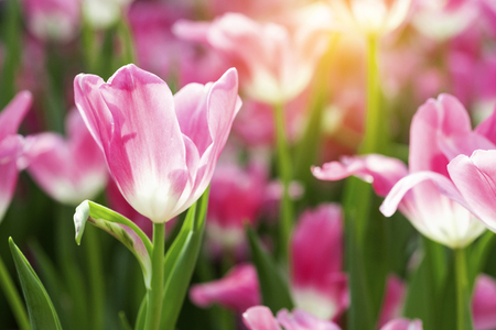 Pink tulips flower blooming blossom with sunshine morning in the botanic garden.の写真素材