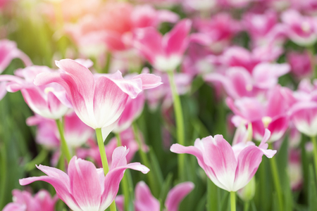 Pink tulips flower blooming blossom with sunshine morning in the botanic garden.の写真素材