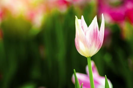 Pink tulips flower blooming blossom with sunshine morning in the botanic garden.の写真素材