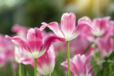 Pink tulips flower blooming blossom with sunshine morning in the botanic garden.の写真素材