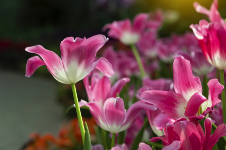 Pink tulips flower blooming blossom with sunshine morning in the botanic garden.の写真素材