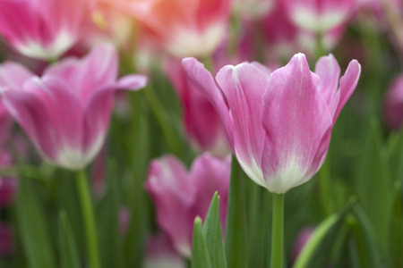 Pink tulips flower blooming blossom with sunshine morning in the botanic garden.の写真素材