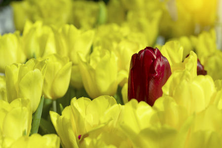 Yellow and Red tulips flower blooming blossom with sunshine morning in the botanic garden.の写真素材