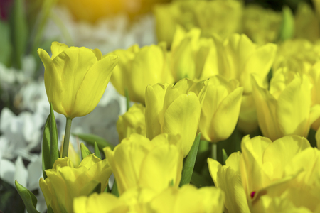 Yellow tulips flower blooming blossom with sunshine morning in the botanic garden.の写真素材