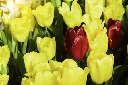 Yellow and Red tulips flower blooming blossom with sunshine morning in the botanic garden.の写真素材