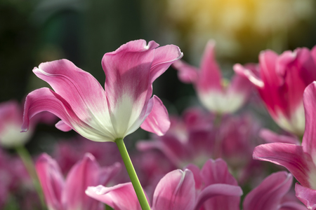 Pink tulips flower blooming blossom with sunshine morning in the botanic garden.の写真素材