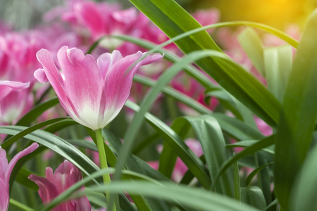 Pink tulips flower blooming blossom with sunshine morning in the botanic garden.の写真素材