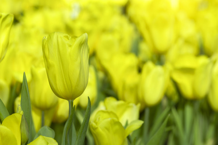 Yellow tulips flower blooming blossom with sunshine morning in the botanic garden.の写真素材