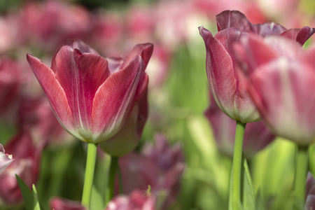 Pink tulips flower blooming blossom with sunshine morning in the botanic garden.の写真素材