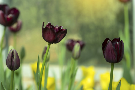 Violet tulips flower blooming blossom with sunshine morning in the botanic garden.の写真素材