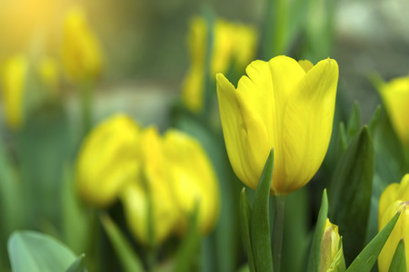 Yellow tulips flower blooming blossom with sunshine morning in the botanic garden.の写真素材