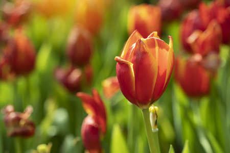 Orange tulips flower blooming blossom with sunshine morning in the botanic garden.の写真素材
