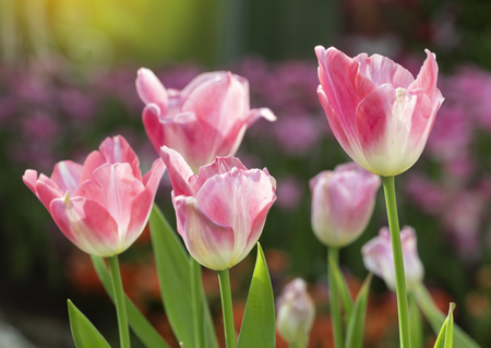 Pink tulips flower blooming blossom with sunshine morning in the botanic garden.の写真素材