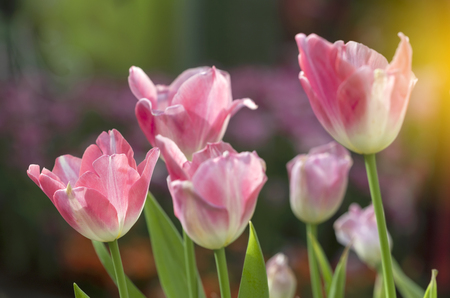 Pink tulips flower blooming blossom with sunshine morning in the botanic garden.の写真素材