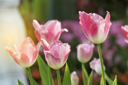 Pink tulips flower blooming blossom with sunshine morning in the botanic garden.の写真素材