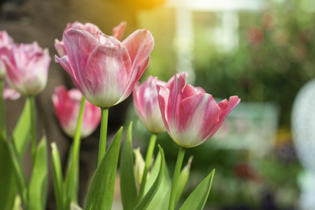 Pink tulips flower blooming blossom with sunshine morning in the botanic garden.の写真素材
