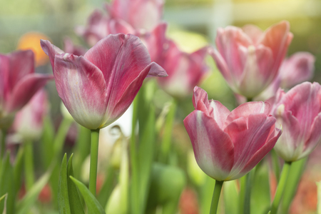 Pink tulips flower blooming blossom with sunshine morning in the botanic garden.の写真素材