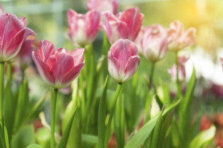 Pink tulips flower blooming blossom with sunshine morning in the botanic garden.の写真素材