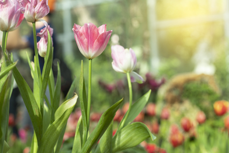 Pink tulips flower blooming blossom with sunshine morning in the botanic garden.の写真素材