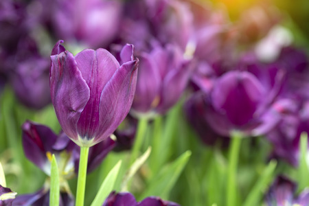Violet tulips flower blooming blossom with sunshine morning in the botanic garden.の写真素材