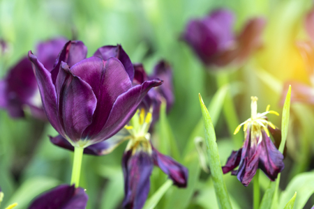 Violet tulips flower blooming blossom with sunshine morning in the botanic garden.の写真素材