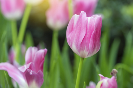 Pink tulips flower blooming blossom with sunshine morning in the botanic garden.の写真素材