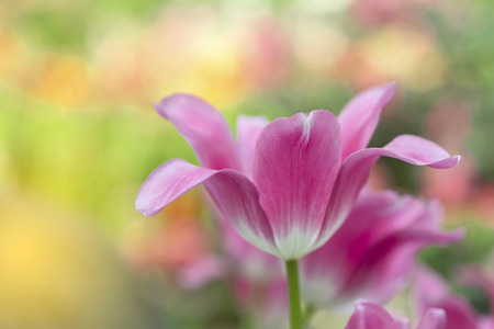 Pink tulips flower blooming blossom with sunshine morning in the botanic garden.の写真素材