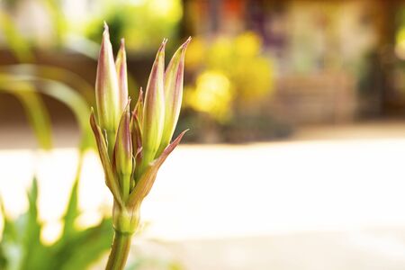 Beautiful White Lilies in the gardenの写真素材