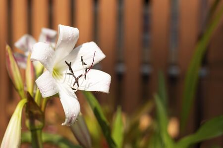 Beautiful White Lilies in the gardenの写真素材