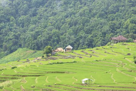 Rice terrace at Pa-pong-peang , Mae Chaem, Chaing Mai ,North Thailand.の写真素材