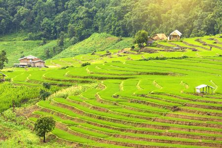 Rice terrace at Pa-pong-peang , Mae Chaem, Chaing Mai ,North Thailand..の写真素材