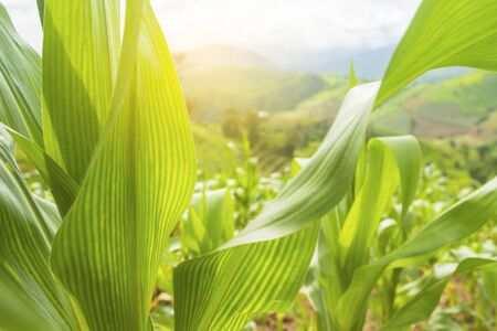 Corn field in early morning light, Corn leavesの写真素材