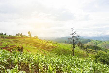 Rice terrace at Pa-pong-peang , Mae Chaem, Chaing Mai ,North Thailand..の写真素材