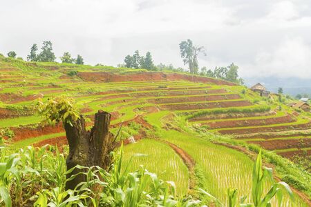 Rice terrace at Pa-pong-peang , Mae Chaem, Chaing Mai ,North Thailand..の写真素材