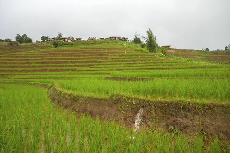 Rice terrace at Pa-pong-peang , Mae Chaem, Chaing Mai ,North Thailand..の写真素材