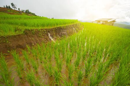 Rice terrace at Pa-pong-peang , Mae Chaem, Chaing Mai ,North Thailand..の写真素材
