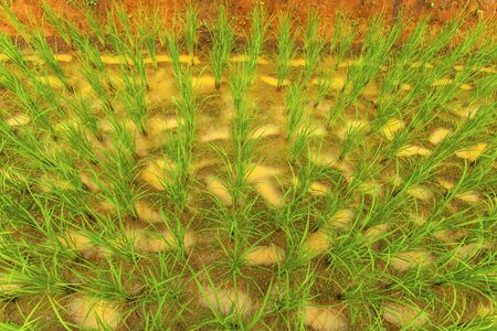 young rice tree on paddy fieldの写真素材