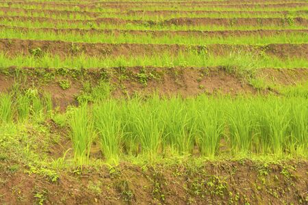 Rice terrace at Pa-pong-peang , Mae Chaem, Chaing Mai ,North Thailand..の写真素材