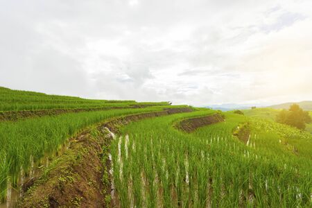Rice terrace at Pa-pong-peang , Mae Chaem, Chaing Mai ,North Thailand..の写真素材