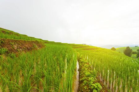 Rice terrace at Pa-pong-peang , Mae Chaem, Chaing Mai ,North Thailand..の写真素材