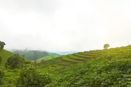 Rice terrace at Pa-pong-peang , Mae Chaem, Chaing Mai ,North Thailand..