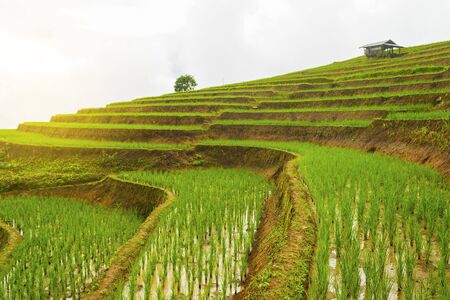 Rice terrace at Pa-pong-peang , Mae Chaem, Chaing Mai ,North Thailand..の写真素材