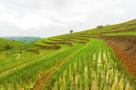 Rice terrace at Pa-pong-peang , Mae Chaem, Chaing Mai ,North Thailand..の写真素材